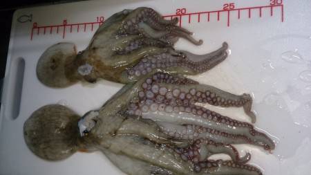 夕方から夜少し