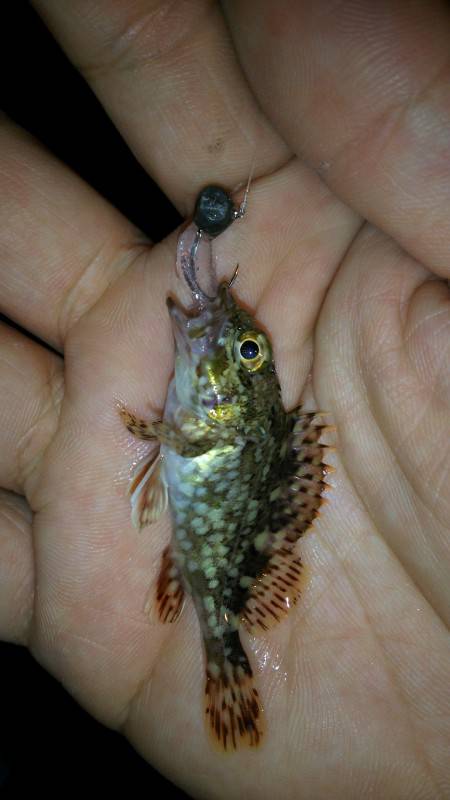 豆狩り始めました♪