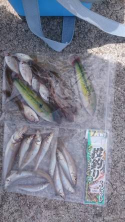 夏のシロギス釣り