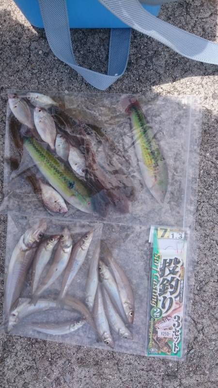 夏のシロギス釣り