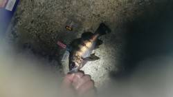 初メバトロボール