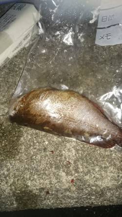 エギングのちガッシー