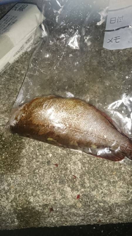 エギングのちガッシー