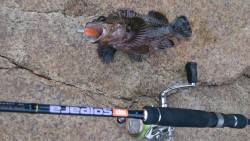 ナイスフィッシュ！