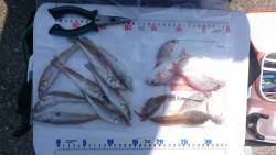 投げ釣り  (キス釣り)