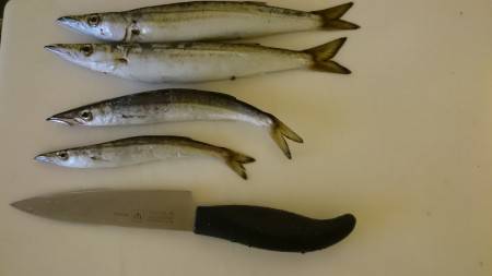 ぼちぼちカマス