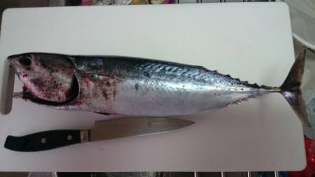 そうだ！カツオを釣りに行こう！