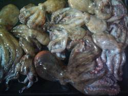 タコ釣れてます