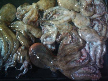 タコ釣れてます