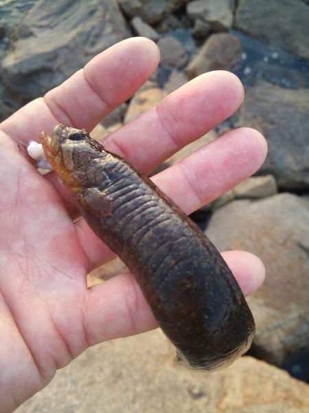 敷石で、穴釣り