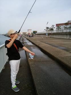 エサなしサビキでウルメイワシ53匹