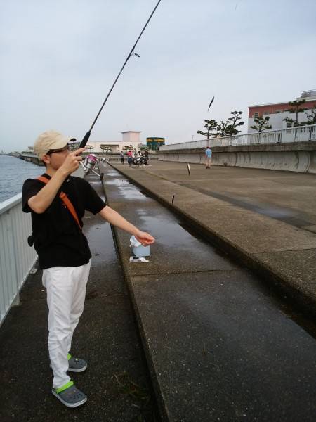 エサなしサビキでウルメイワシ53匹