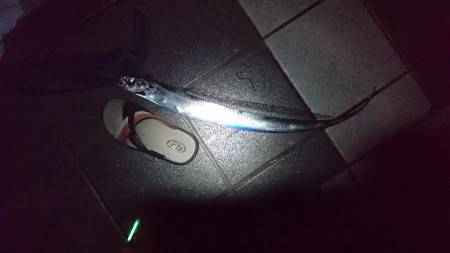 太刀魚いました