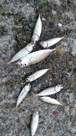 久しぶりのサビキ♪