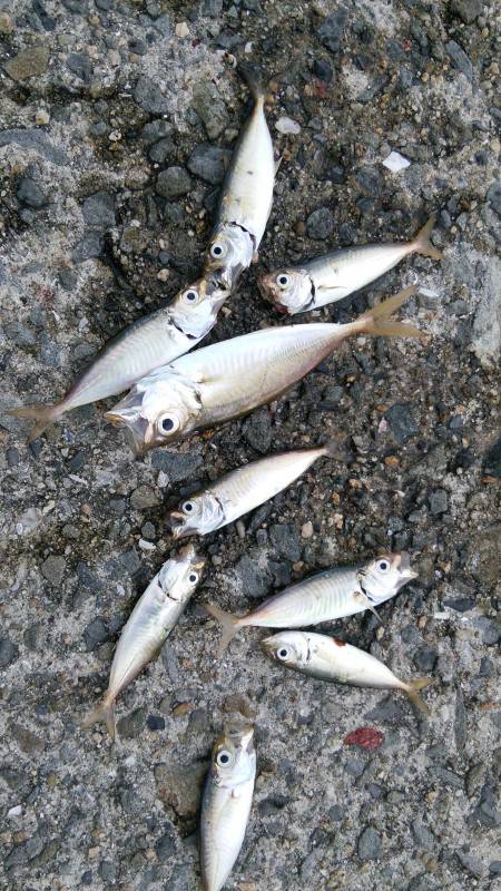 久しぶりのサビキ♪