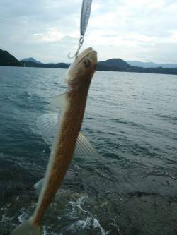 初めて見た魚です