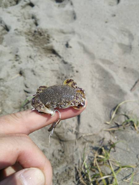 キス釣り行ってきました