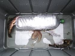 初めてタコ釣ったー