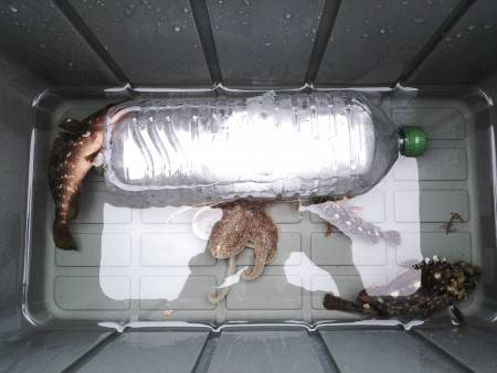 初めてタコ釣ったー