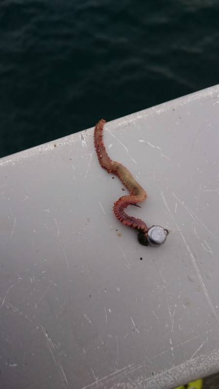 明石方面ショアケンサキ