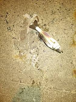 風が強かった！