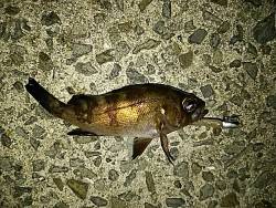 今日も風が強かった！