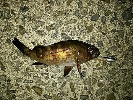 今日も風が強かった！