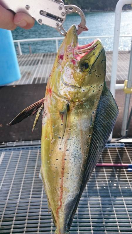 シイラ～ゲット