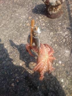 タコ釣り