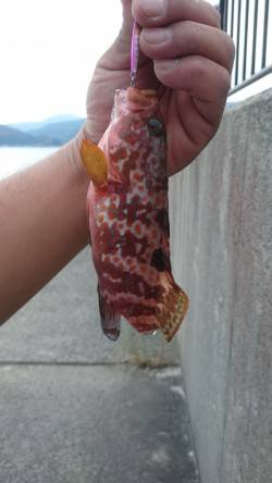 朝だけよく釣れる