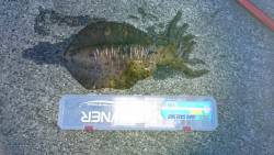 春イカ夏イカですか良くわかりません？