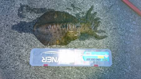 春イカ夏イカですか良くわかりません？