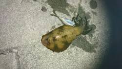 またまた夏イカゲット