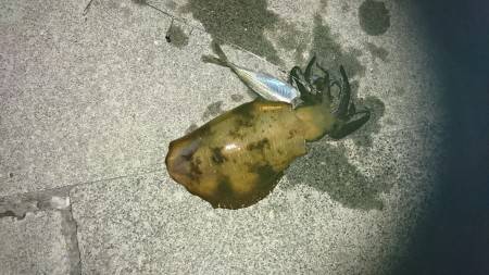 またまた夏イカゲット