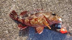 タチウオ、アタリはあるものの