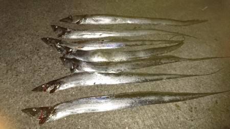 タチウオ時合あり