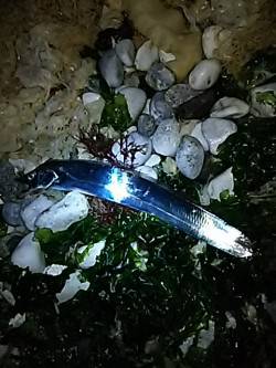 色々釣れました。