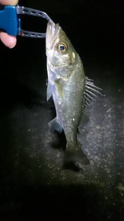 メバルはいる？