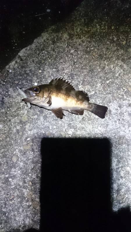 ベイトは居るが。