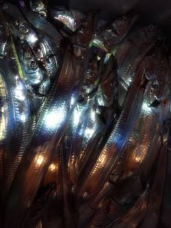 ドラゴン求めて淡路島へ