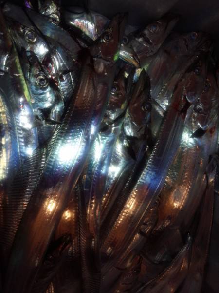 ドラゴン求めて淡路島へ