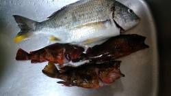 アジングでまさかの40ｃｍオーバー