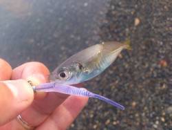 サーフライトゲーム