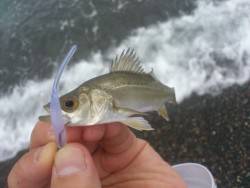 サーフアジング