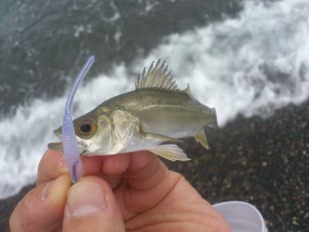 サーフアジング