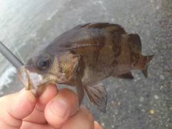 雨のサーフアジング