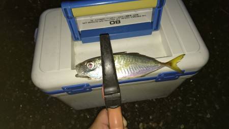 シーバスタックルでサーフアジング