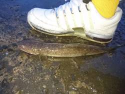 海水浴場アジング(￣▽￣)