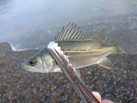 サーフアジングでもチーバス入れ食い