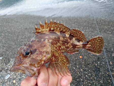 ライトゲームで根魚・セイゴ